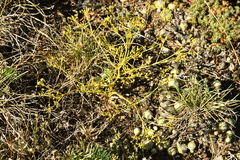 Trinia glauca