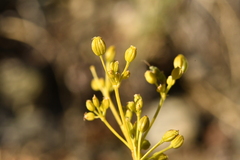 Trinia glauca