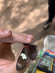 Heliconius sara