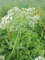 Sium latifolium