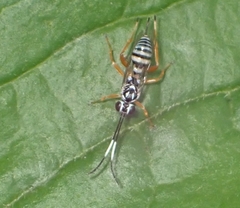Lymeon orbus
