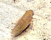 Graminella sonora