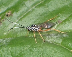 Lymeon orbus