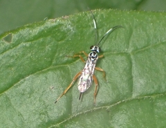 Lymeon orbus