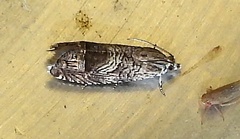 Ofatulena duodecemstriata