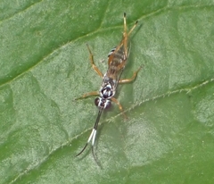 Lymeon orbus