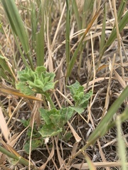Solanum physalifolium