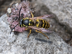 Vespula germanica