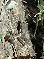 Chiromantis xerampelina