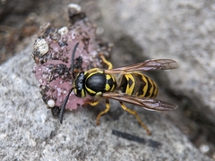 Vespula germanica