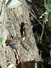 Chiromantis xerampelina