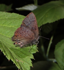 Satyrium calanus
