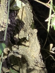 Chiromantis xerampelina