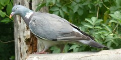Columba palumbus
