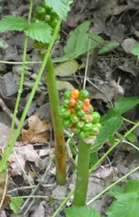 Arum maculatum
