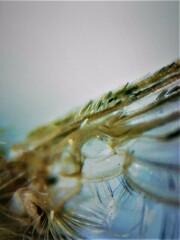 Culiseta longiareolata