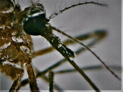 Culiseta longiareolata