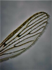 Culiseta longiareolata