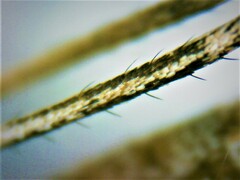 Culiseta longiareolata