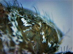 Culiseta longiareolata