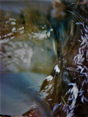 Culiseta longiareolata