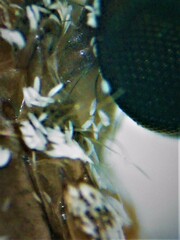 Culiseta longiareolata