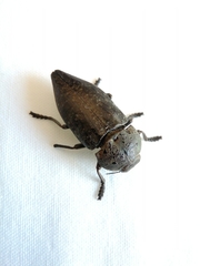 Capnodis tenebricosa