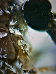 Culiseta longiareolata