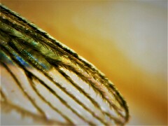 Culiseta longiareolata