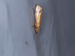 Limnephilus binotatus