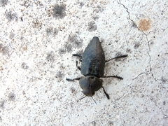 Capnodis tenebricosa