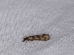 Mystacides longicornis