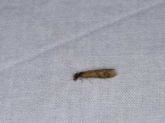 Mystacides longicornis