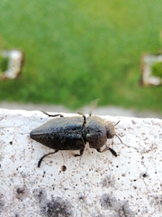 Capnodis tenebricosa