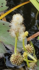 Sparganium fluctuans