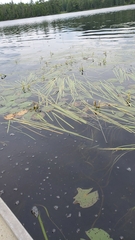 Sparganium fluctuans