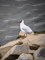 Chroicocephalus ridibundus