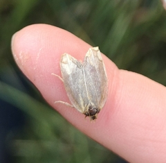 Zelotherses paleana