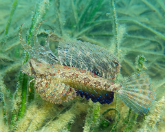 Dactylopus dactylopus