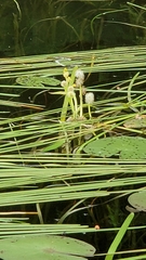 Sparganium fluctuans