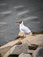 Chroicocephalus ridibundus