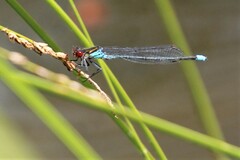 Erythromma