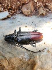 Cerambyx nodulosus
