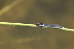 Erythromma