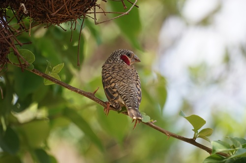 Cut-throat Finch