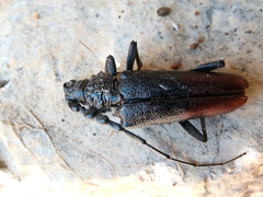 Cerambyx nodulosus