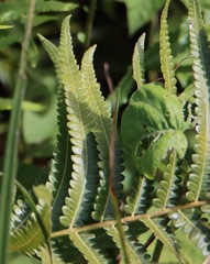 Cyclosorus interruptus