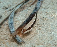 Platycephalus laevigatus