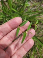 Croton michauxii elliptica