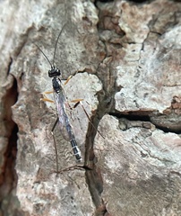 Poemeniinae